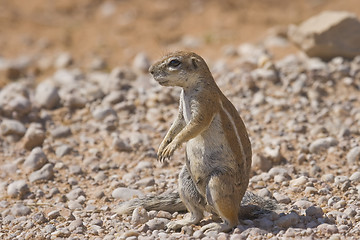 Image showing Alert Squirrel