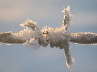 Image showing frozen barb wire