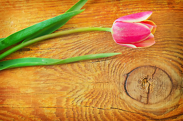 Image showing Tulips