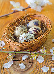 Image showing quail eggs