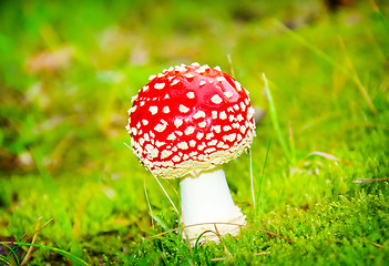 Image showing three red mushrooms in the forest