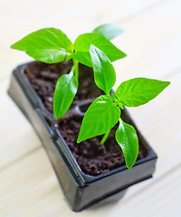 Image showing seedling