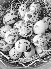 Image showing raw guail eggs