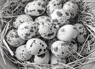 Image showing raw guail eggs