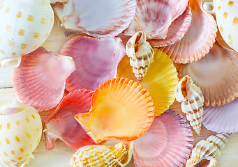 Image showing shells