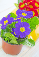 Image showing Primula