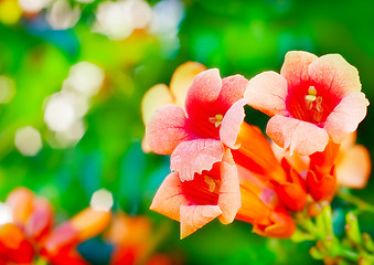 Image showing Flowers