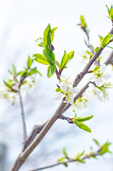 Image showing spring flowers