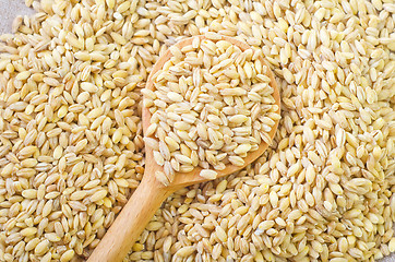 Image showing wheat