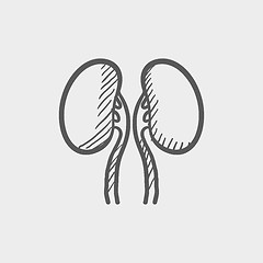 Image showing Human kidney sketch icon