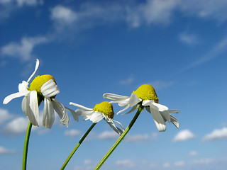 Image showing 3 in the wind