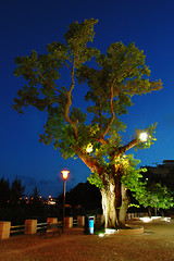 Image showing Tree at evening