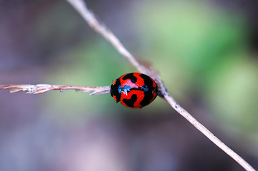 Image showing Ladybird on a stalk of weed