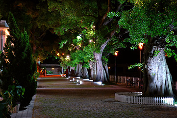 Image showing Growing trees beside street