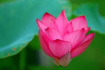 Image showing Blooming flower