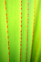 Image showing Leaves pattern