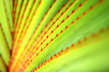 Image showing Leaves pattern