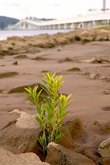 Image showing Plant growing at beach