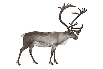 Image showing Reindeer isolated on white