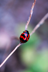 Image showing Ladybird climbing along stalk