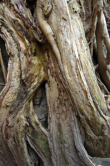 Image showing Tree growing over sculpted buddha at Ta Prohm