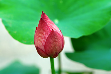 Image showing Lotus bud