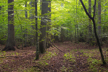 Image showing Deciduous stand of Bialowieza Forest and path