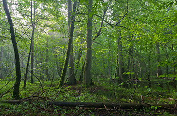 Image showing Old oak and hornbeams in natural late summer deciduous stand of Bilowieza Forest