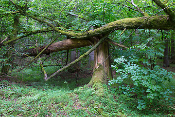 Image showing Old broken spruce tree moss wrapped and stump