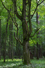 Image showing Old monumental Hornbeam Tree(Carpinus betulus)