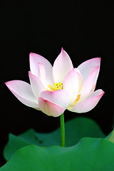 Image showing Blooming flower