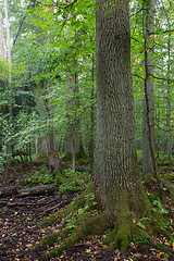 Image showing Natural stand of Bialowieza in morning mist