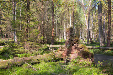 Image showing Broken tree roots partly declined inside coniferous stand