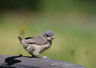 Image showing Juvenile Common Whitethroat close-up