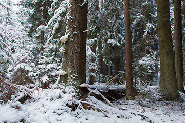 Image showing Winter landscape of old coniferous stand of Bialowieza Fores