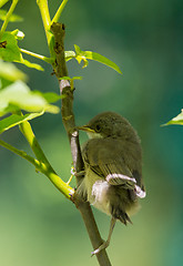 Image showing Juvenile Common Whitethroat close-up