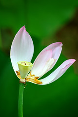 Image showing Petals of lotus