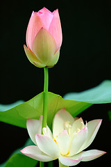 Image showing Lotus flower over black