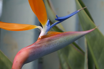 Image showing Parrot flower