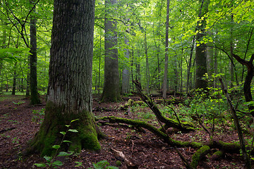 Image showing Deciduous stand in summer with broken trees