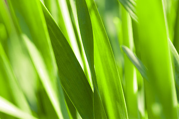 Image showing Green grass. Soft focus