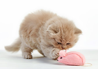 Image showing kitten playing