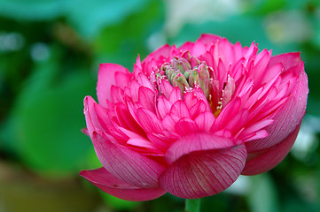 Image showing Blooming of lotus flower