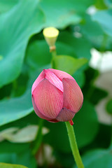 Image showing Lotus bud and seed