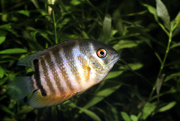 Image showing Banded Cichlid, young specimen. Heros Efasciatus.