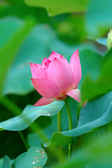 Image showing Lotus flower