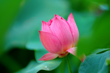 Image showing Lotus flower