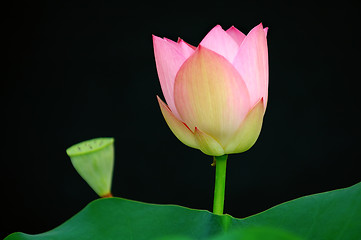 Image showing Lotus flower and bud