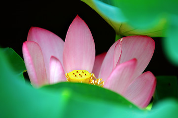 Image showing Lotus flower behind leaves