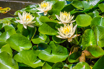 Image showing Water lily in pool of water